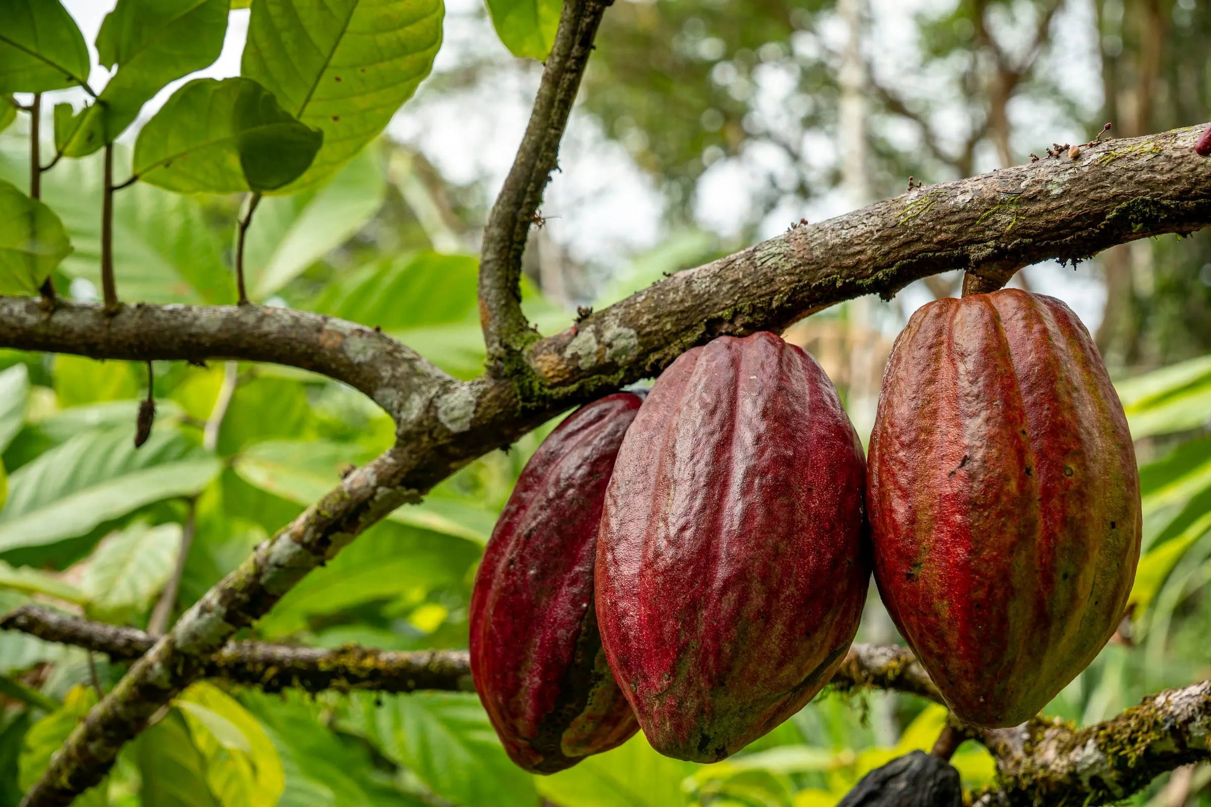 Ripe cacao pods hanging from a tree branch